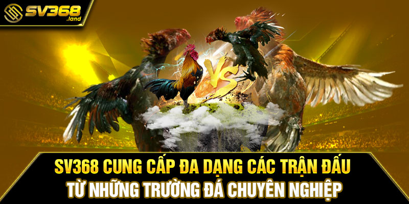 SV368 cung cấp đa dạng các trận đấu từ những trường đá chuyên nghiệp